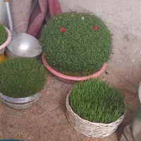 سبزه خوب و خوشگل|گل و گیاه طبیعی|نورآباد, |دیوار