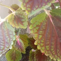 گل های خوشکل آپارتمانی|گل و گیاه طبیعی|بیرجند, |دیوار