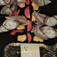 حلزون