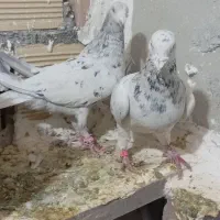 سارسرونج|پرنده|نیشابور, رحمت آباد|دیوار