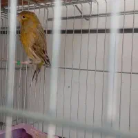 پرنده سرای ققنوس|پرنده|دوگنبدان, |دیوار