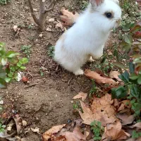 خرگوش مینی لوپ