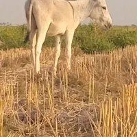 اولاغ نر