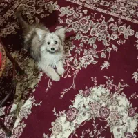 توله پامر خونگی نر