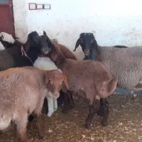 بره و یک عدد بز چاغ