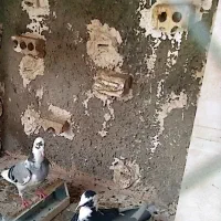 سه تا جوجه ابلاغ ۷۰۰|پرنده|چناران, |دیوار