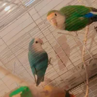 جراحی روستای گرگر|پرنده|چمران, |دیوار