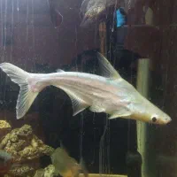 ماهیان آکواریومی درشت|ماهی|بجنورد, |دیوار