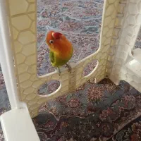 فروش کوتوله فیشر سخن گو