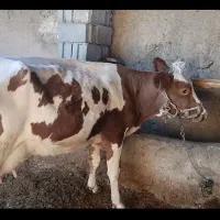 گاو  شیری با گوساله نر سیمیتال