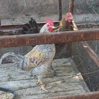 خروس درشت محلی