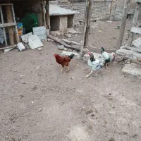 بوقلمون ماده