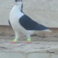 کفتر  ۲تا ساده کله ۲تا جوجه همه پرشی نر