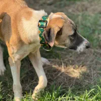 واگذاری رایگان سگ بومی