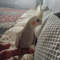 عروس هلندی|پرنده|زاهدان, |دیوار