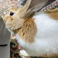 خرگوش نر