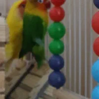 دو عددطوطی برزیلی نرو ماده با قفس چال چوبی آبخوری