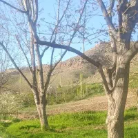 باغ-550مترکنار-رودخانه-بعد-از-دو-راهی-پیغو