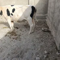 گاو ،گوساله ،ماده گاو چاق و جوان برای قصابی