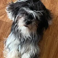 واگزاری پت خانگی