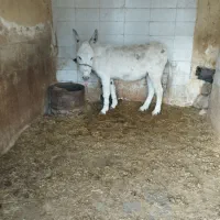 الاغ ماده|حیوانات مزرعه|لردگان, |دیوار