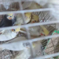 جوجه عروس هلندی