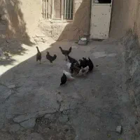 مرغ|پرنده|ماهیدشت, |دیوار