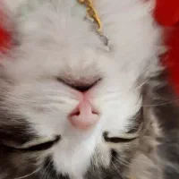 واگذاری گربه