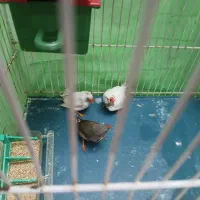 ۵ عدد فنچ با تمام لوازم|پرنده|مشهد, آیت الله کاشانی|دیوار