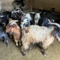 ۱۴راس کهره نر چاق کهره