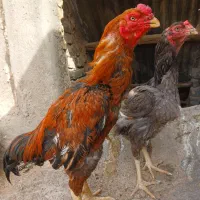 لاری