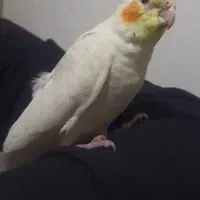 عروس هنلدی سالمو دستی