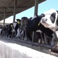 فروش گاوداری۲۰۰راسی صنعتی اردبیل باوام بانکی اماده