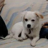 سگ تدی کوچولوشونه..|سگ|بردسیر, |دیوار