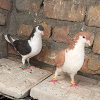 نر و ماده