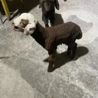 سلام پنج تا بره دوقلو|حیوانات مزرعه|کرمان, |دیوار