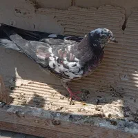 ۹طوق کفتر|پرنده|تهران, شهرک ولیعصر شمالی|دیوار