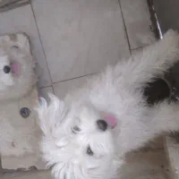 توله سگ‌ پاپی