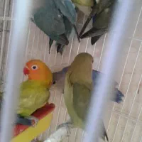 کوتوله برزیلی|پرنده|شیراز, سعدیه شمالی|دیوار
