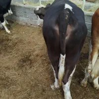 گوساله گوشتی