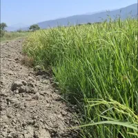 شالی بذری دم سیاه و ندا درجه یک