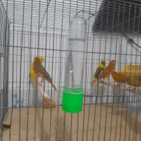 قناری اوپال رنگ دارچینی و سوخته|پرنده|رشت, ترمینال|دیوار