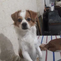 به دلیل مهاجرت‌دوتاپامر روباهی اصیل|سگ|مشهد, رستگار|دیوار