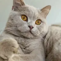 نر بریتیش لیلاک جفتگیری