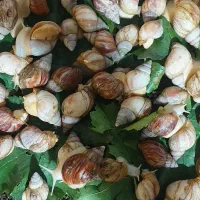 فروش حلزون|خزنده|یاسوج, |دیوار