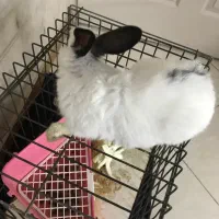 خرگوش|موش و خرگوش|کرج, خرمدشت|دیوار