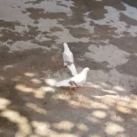 دوتا نر پلنگ لون|پرنده|سیلاخور, |دیوار