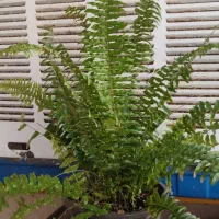 گل های آپارتمانی زیبا