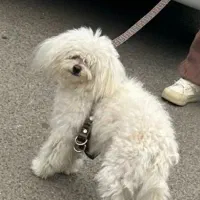 سگ  8ماهه واکسینه