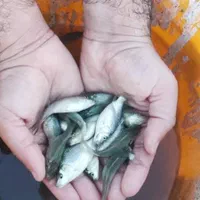 پخش بچه ماهی جهاد|ماهی|دماوند, |دیوار